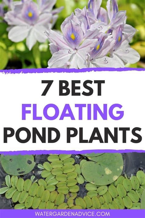 7 Floating Pond Plants - Water Garden Advice