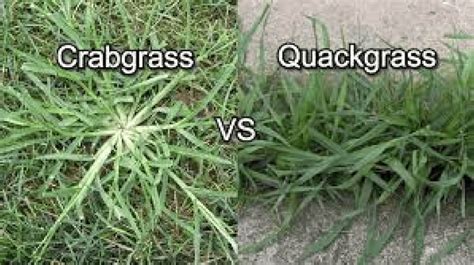 Common Grassy weeds | Dr. Green Services