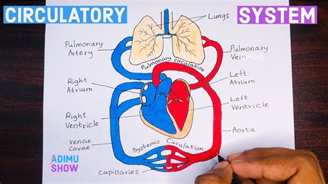 Great How To Draw The Circulatory System of all time Don t miss out ...