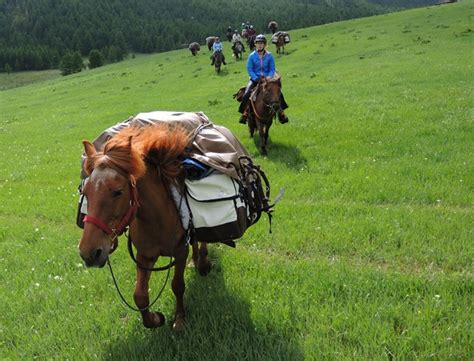 The Mongolian Horse Breed - tough and willing