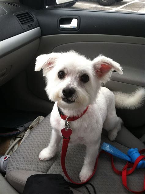 Ollie= maltese terrier mix :) | Dogs | Pinterest