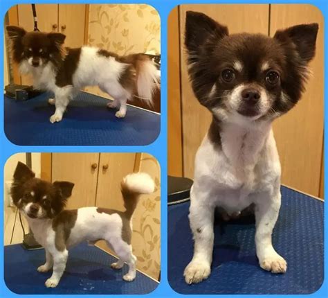 10 Best Long-Haired Chihuahua Haircuts - The Paws