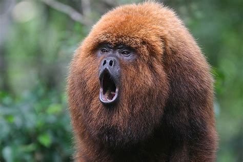 The World's Loudest Animals - WorldAtlas