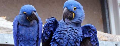 All about Hyacinth Macaw keeping and breeding. PART I Parrots Daily News