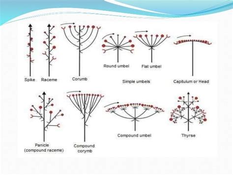 Different types of inflorescence