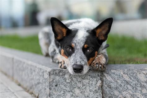 Blue Heeler Has Saddest Way of Seeing Owner Off To College