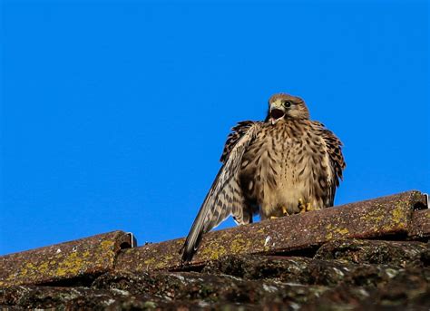 Kestrel Bird Birds Of Prey Close - Free photo on Pixabay - Pixabay