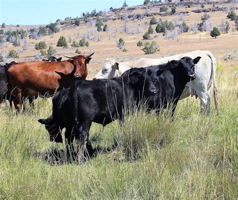 California’s Humboldt-Toiyabe National Forest Bans Livestock Grazing ...