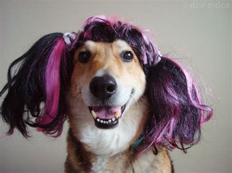 Top 10 Hilarious Dog With Wigs – Top Inspired | Dog with wig, Funny ...