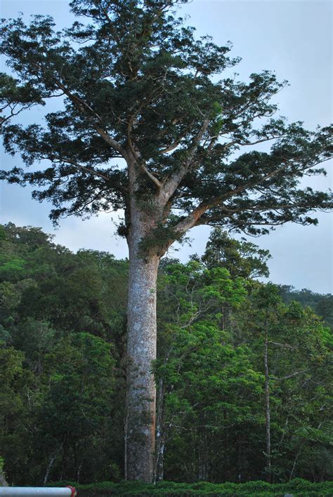 Agathis philippinensis (Araucariaceae) image 34114 at PhytoImages.siu.edu