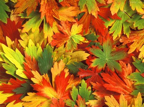 wallpapernarium: hojas de otoño