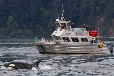 Orcas Island Whale Watching 2024 - San Juan Islands