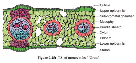 Anatomy and Primary Structure of a Monocot Leaf - Grass Leaf