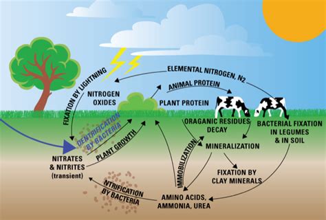 Nutrient Cycle in Nature - ClassNotes.ng