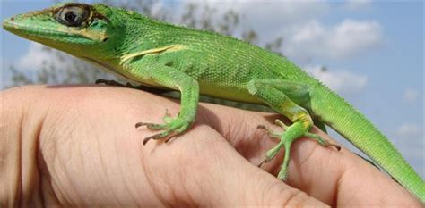 Knight Anole Facts and Pictures | Reptile Fact