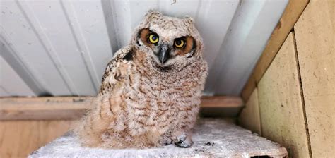 Baby Great Horned Owl