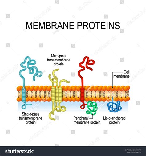 3,793 imágenes de Membrane proteins - Imágenes, fotos y vectores de ...