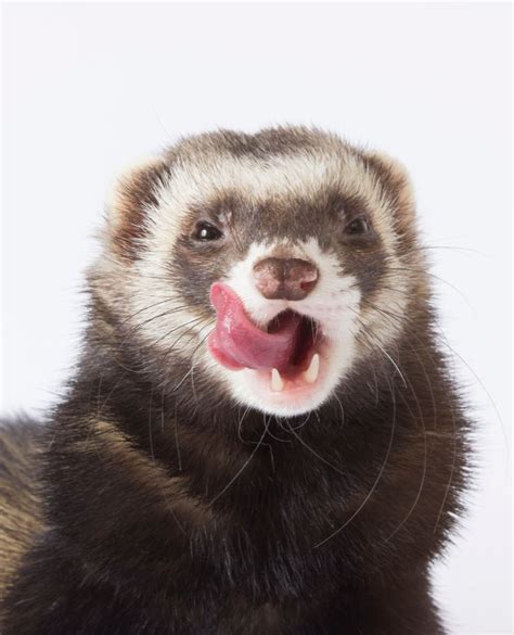 GIANT 2020 Ferret Calendar | Cute ferrets, Pet ferret, Ferret