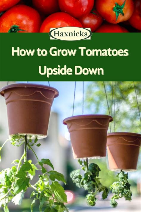 tomatoes growing in hanging pots with the title how to grow tomatoes upside down on them