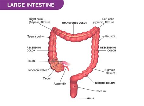 Large Intestine-Structure and Functions