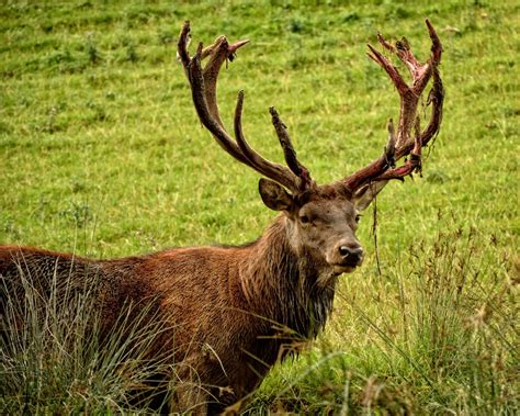 Free Images : nature, forest, prairie, male, wildlife, wild, horn, mammal, fauna, vertebrate ...