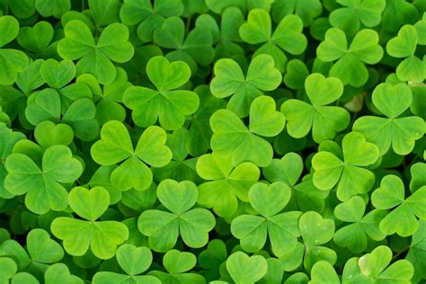 Green clover leafs HD wallpaper | Wallpaper Flare