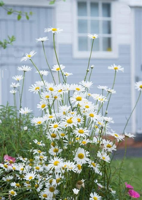 Yellow And White Flowers