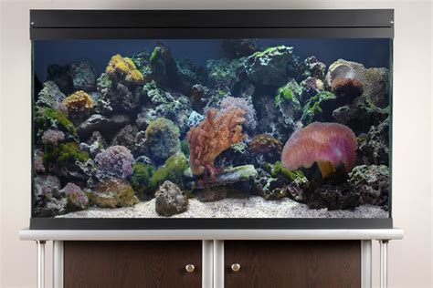 Saltwater Aquarium set up. Following these 10 easy steps you can have ...