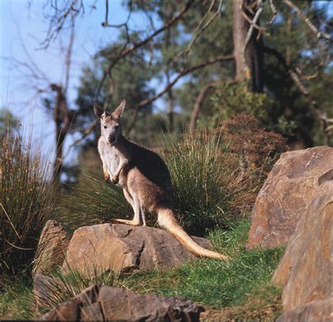 Macropus robustus, Common Wallaroo