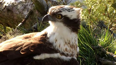 Osprey Diary 23 March | Scottish Wildlife Trust