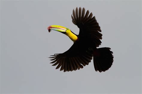 Keel-billed Toucan | Earth Blog