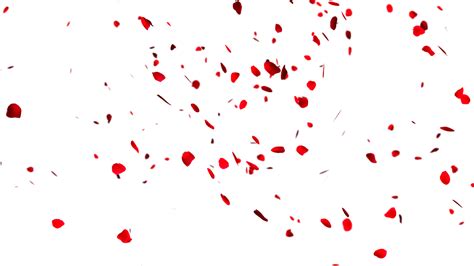 Falling Rose Petals Png - Petal (1600x900), Png Download