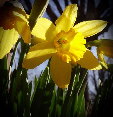 Yellow Daffodils - Birds and Blooms