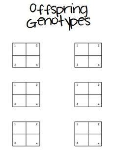 blank punnett square template - Google Search | Middle school science resources, Middle school ...