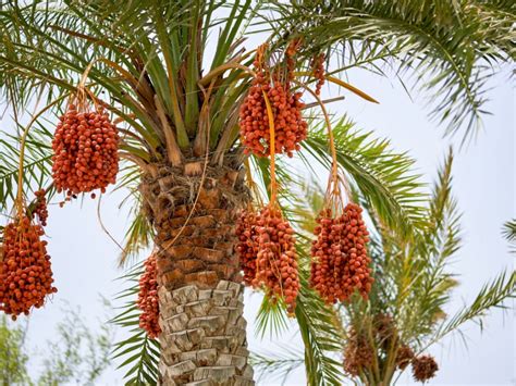 5 Seeds Medjool Date Palm Tree