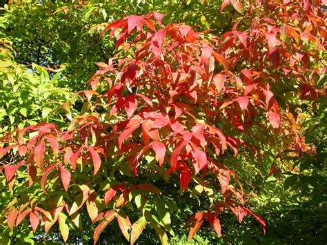 File:Acer triflorum fall leaves.jpg - Wikimedia Commons