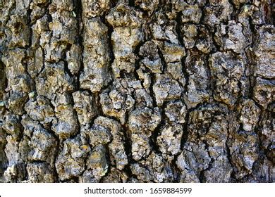 1,770 Juniper Tree Bark Images, Stock Photos & Vectors | Shutterstock