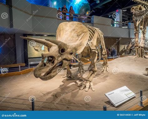 Dinosaur fossil exhibit editorial image. Image of canadian - 56514430