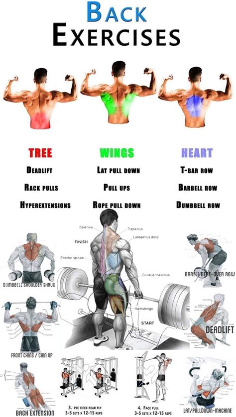 25++ Back exercises machine | dailyabsworkouttips