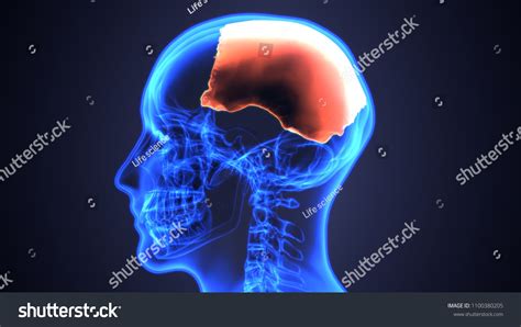 3d Illustration Human Skull Anatomy Diagram Stock Illustration 1100380205 | Shutterstock