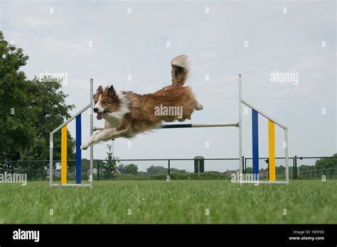 Border collie mixed dog jumping over a single jump in an agility course ...