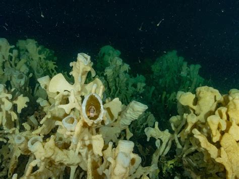 Climate change threatens glass sponge reefs unique to Pacific Northwest | National Observer