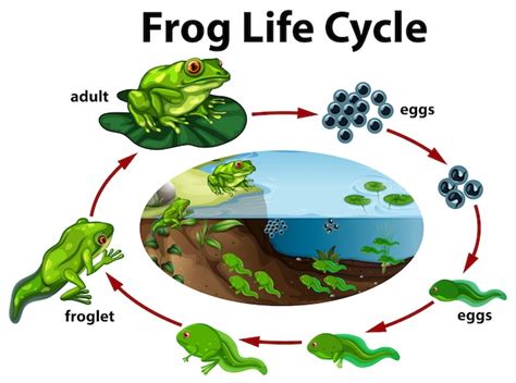 Premium Vector | A frog life cycle