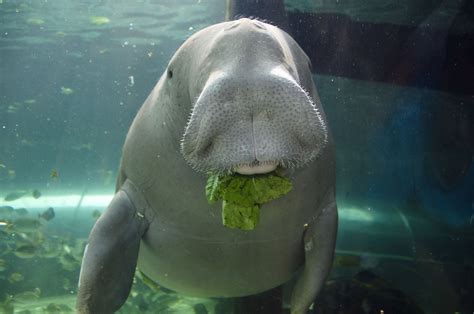 Dugong - Hit A Home Run Biog Picture Galleries