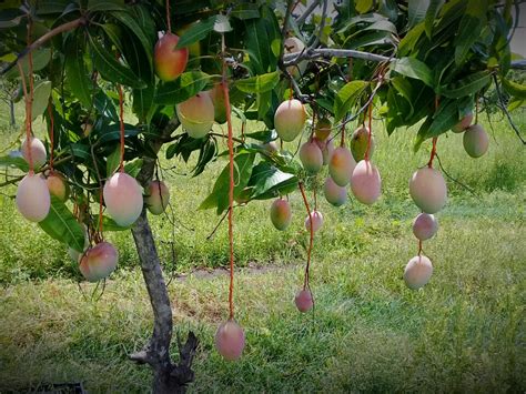 Under the Mango Tree - Sharing, Pondering, Reporting- All Things ...