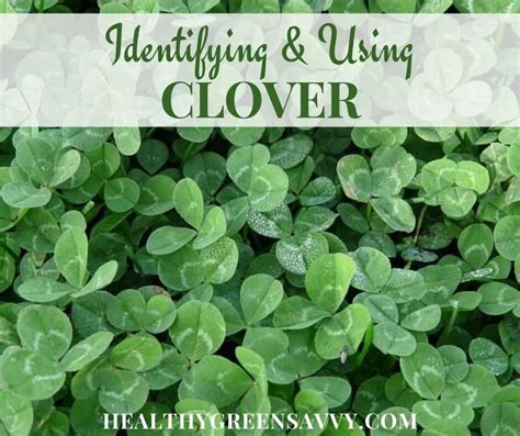 Edible Clover: Identification, Cautions + 10 Best Uses