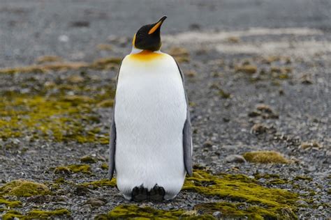 Premium Photo | King penguins on South Georgia island