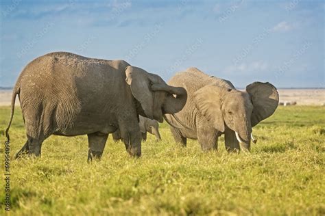 Herd of African Elephants Stock Photo | Adobe Stock