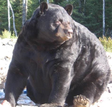 Largest Bear Ever Recorded