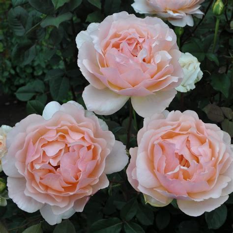 Heirloom Roses on Instagram: “Lovesong's elegant globular blooms of a delicate pink, whose ...